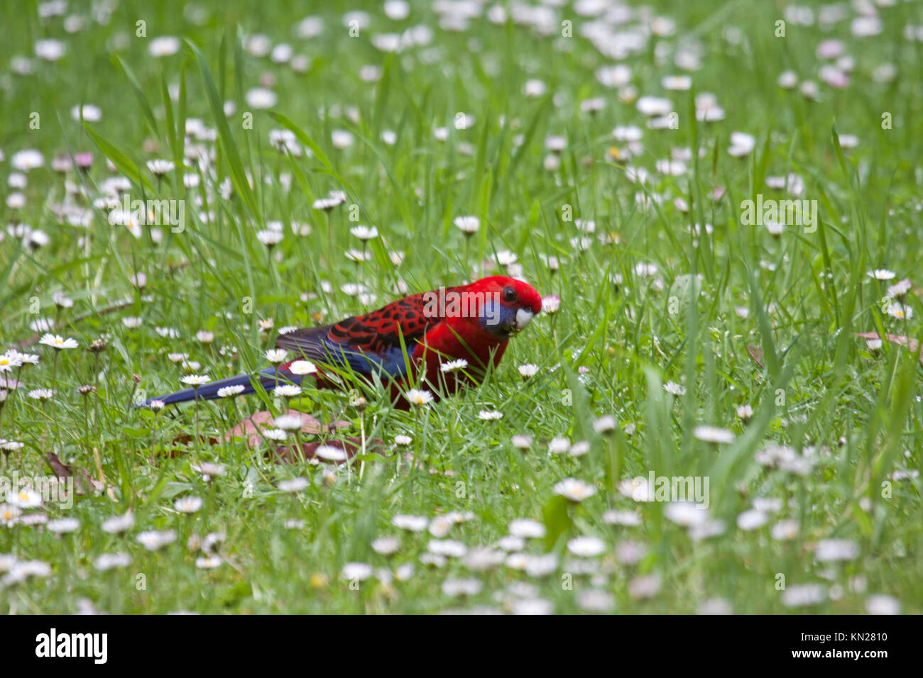 Crimson rosella foraging in grassland in Victoria Australia Stock Photo