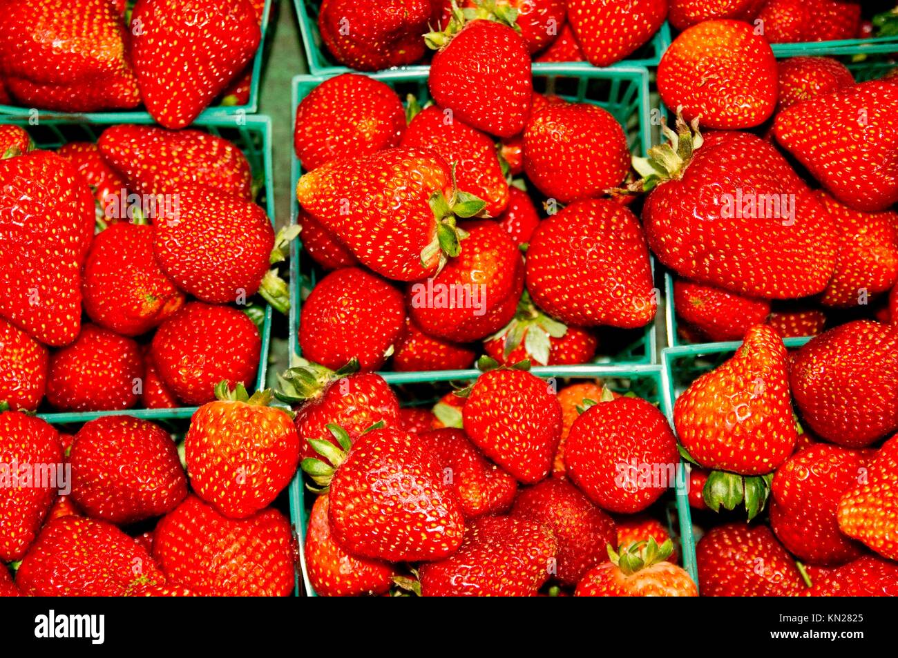Ripe California strawberries from the fields near Watsonville