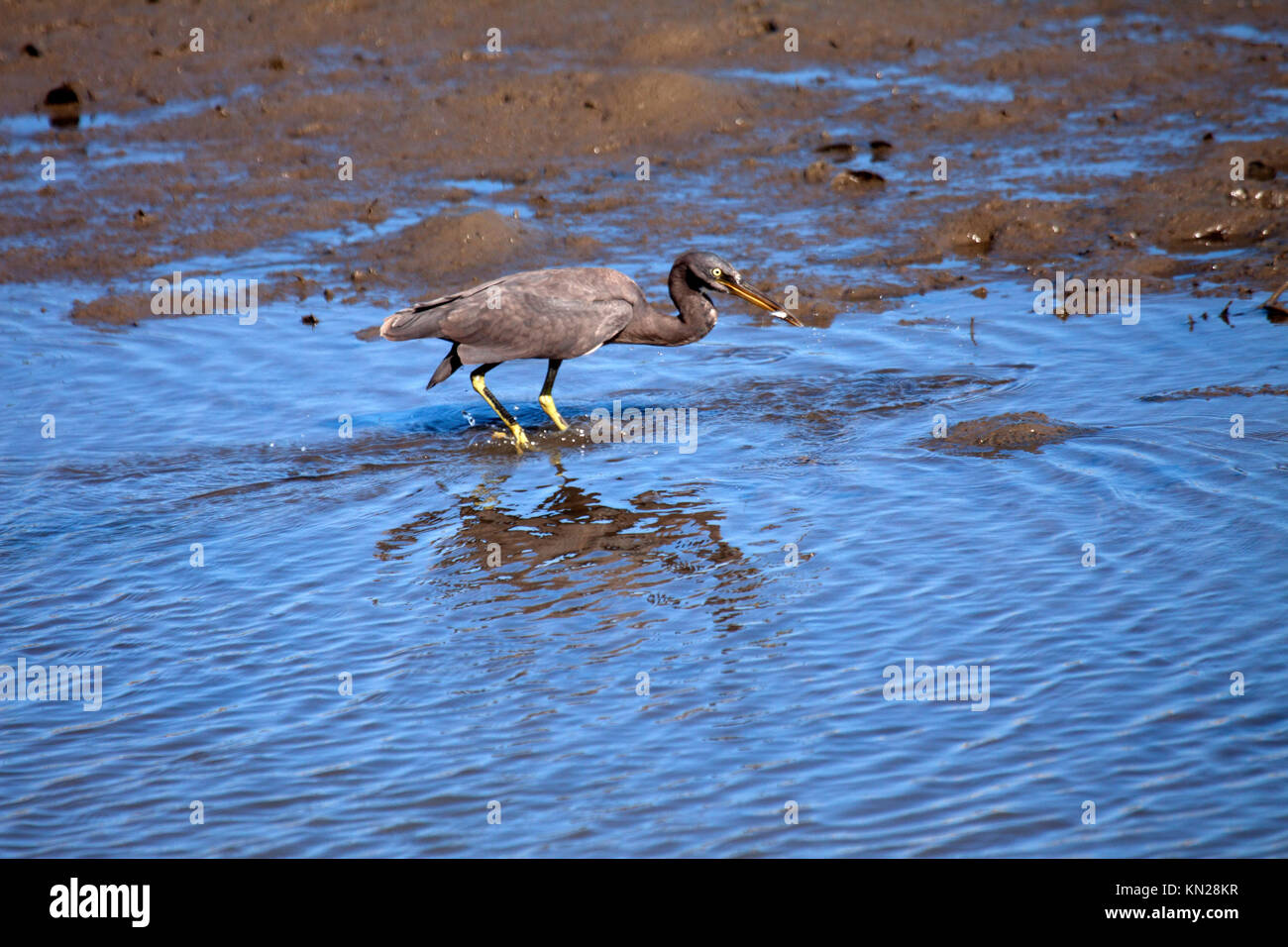 Eastern reef egret dark phase feeding at edge of muddy creek in Queensland Australia Stock Photo