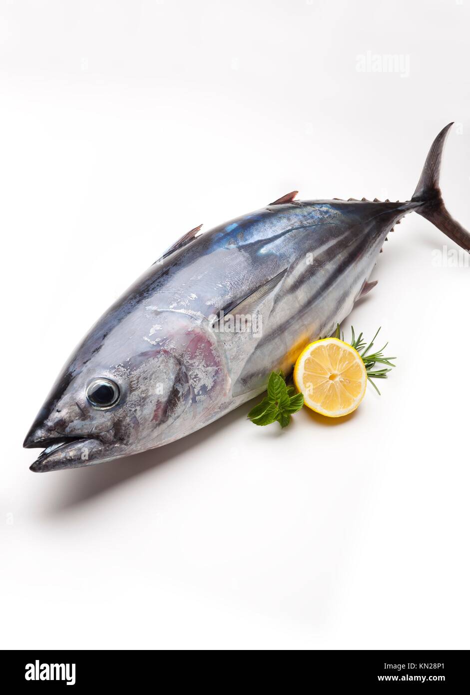 stripebellied Tuna Euthynnus pelamis Bay of Biscay