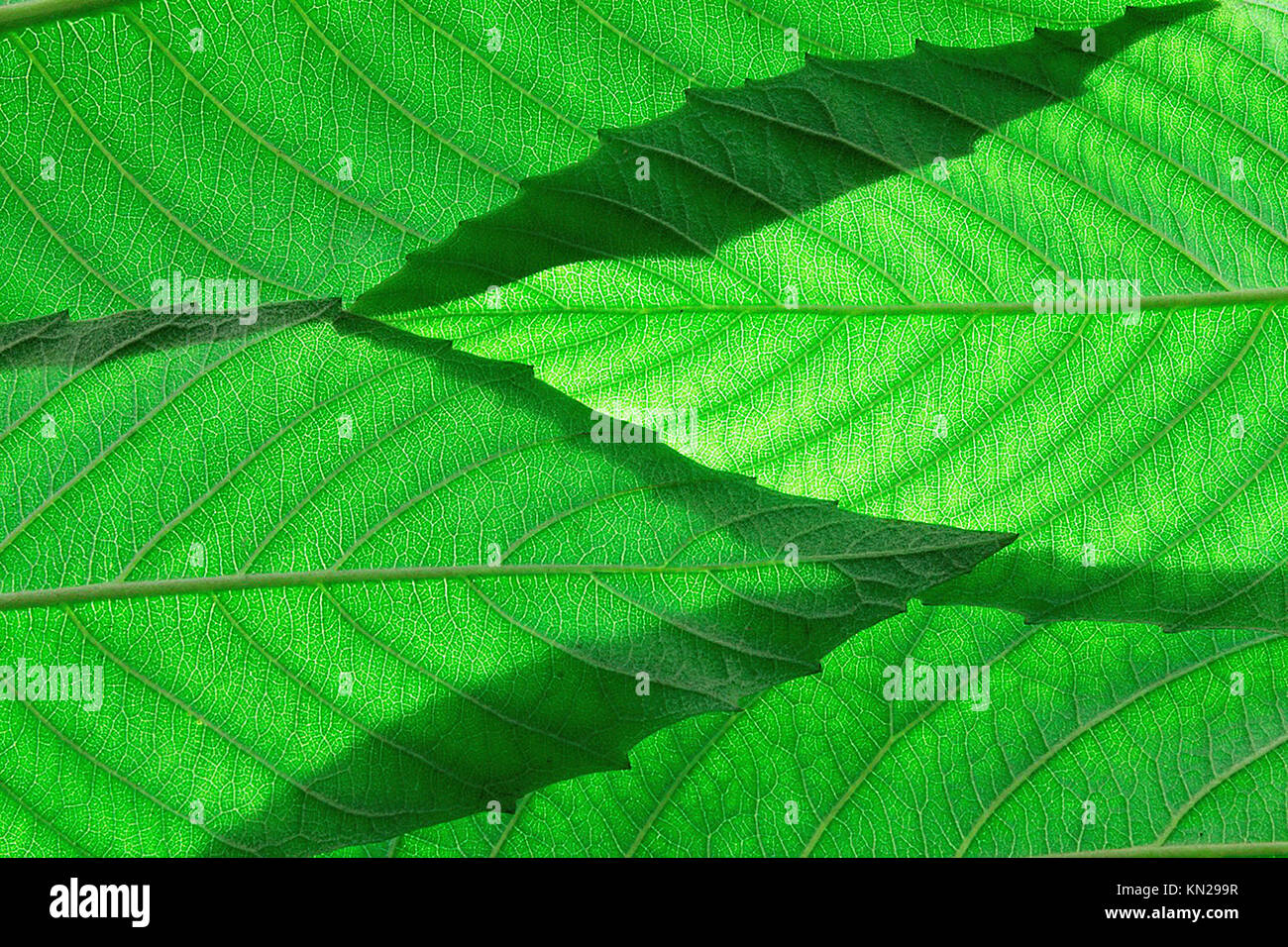 Close Up of Ash Tree Leaves Stock Photo Alamy