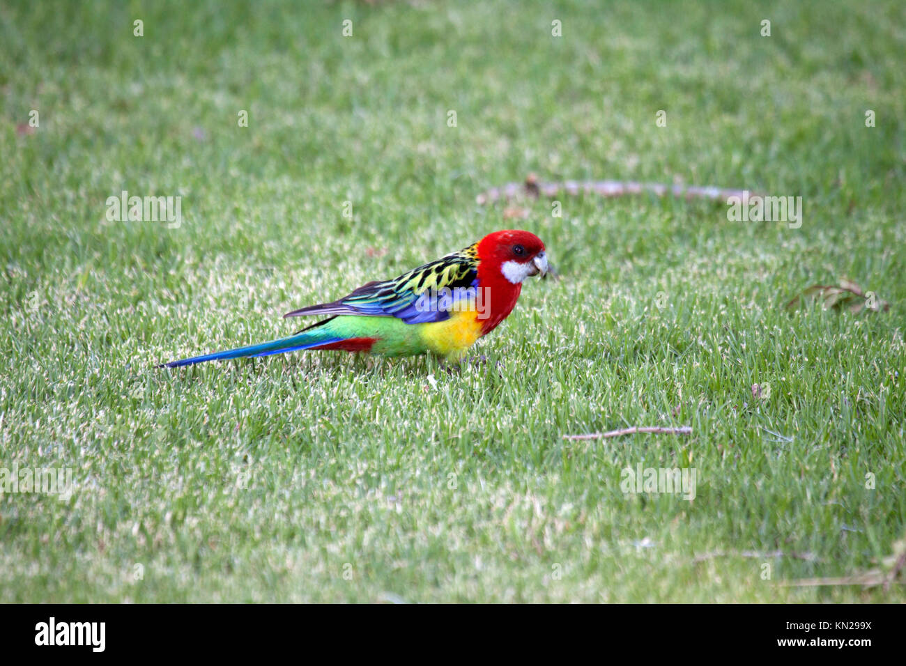 Eastern rosella foraging in grass in Picton New South Wales Australia Stock Photo