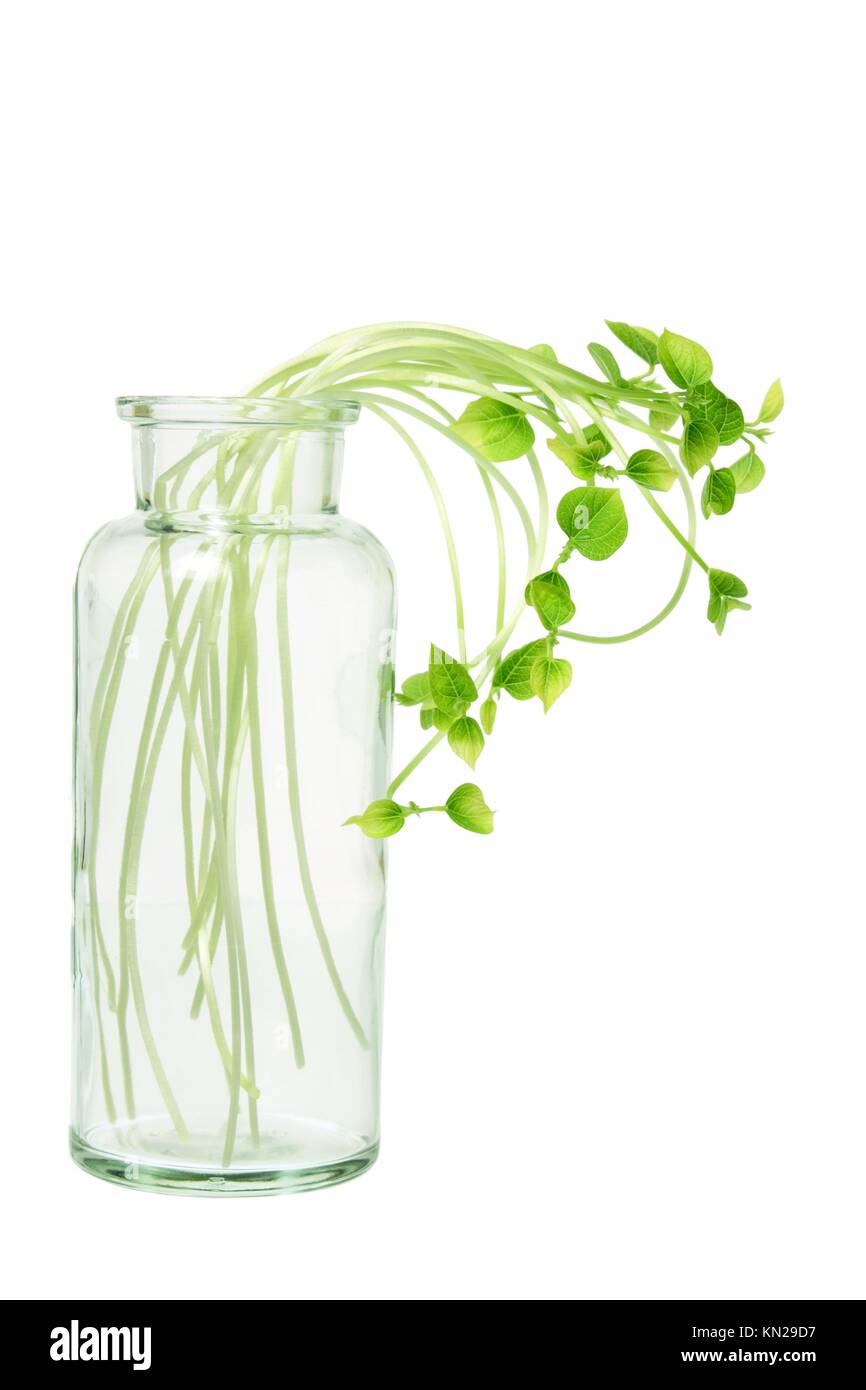 Sprouts in Glass Bottle on White Background Stock Photo Alamy