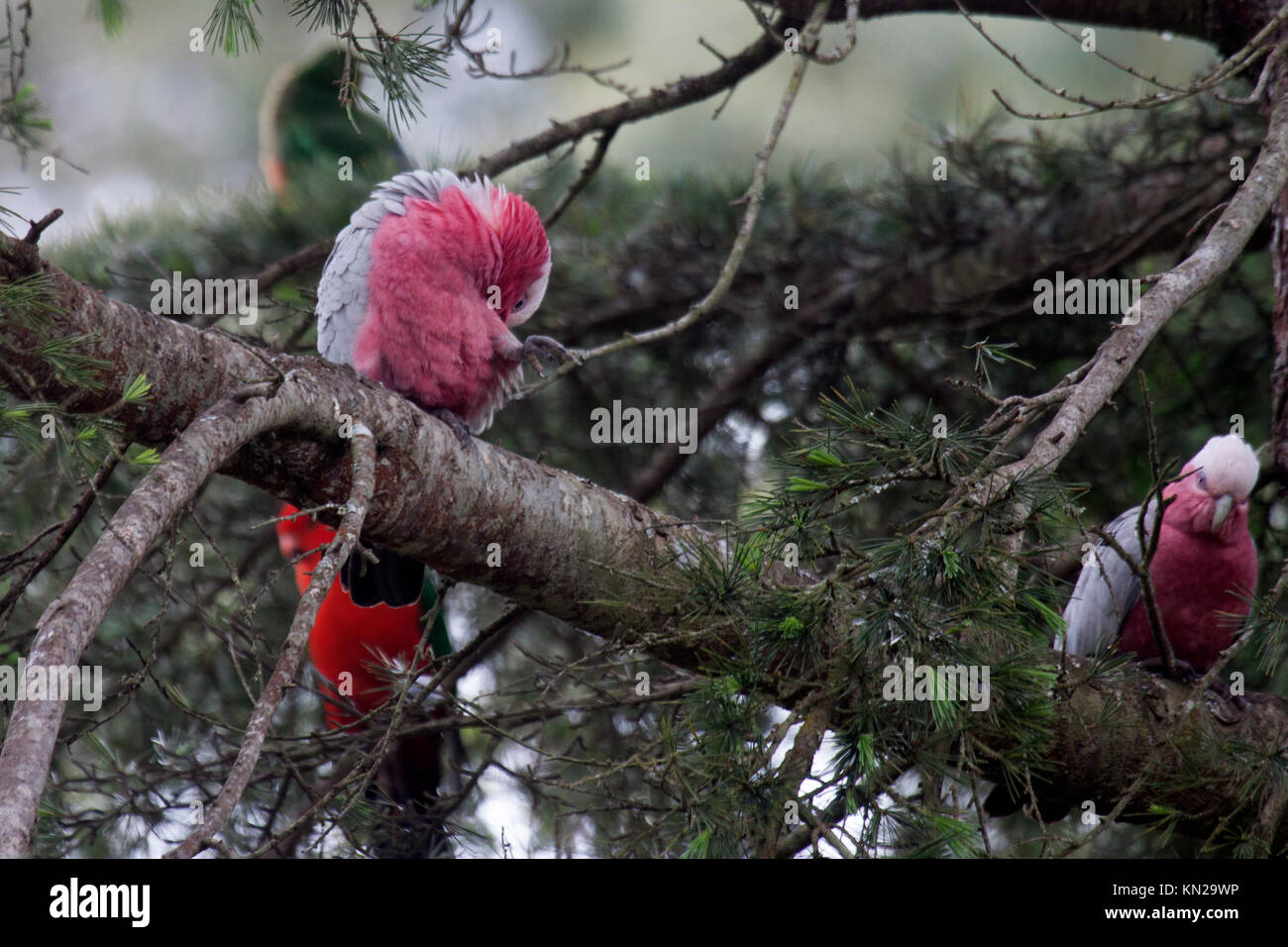 Galah perched on bough of tree in Victoria Australia Stock Photo
