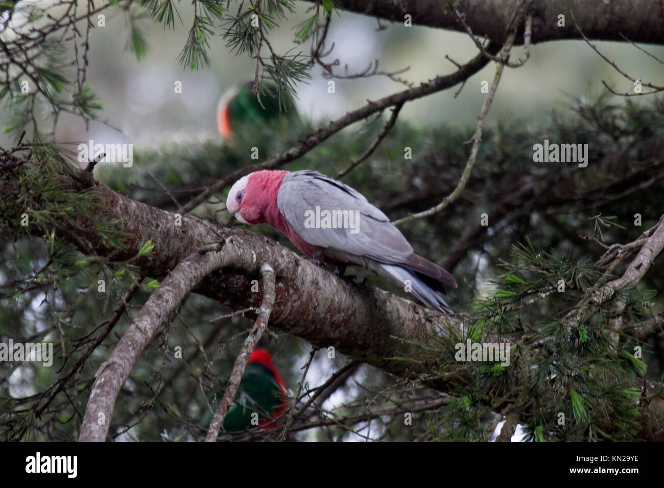Galah perched on bough of tree in Victoria Australia Stock Photo