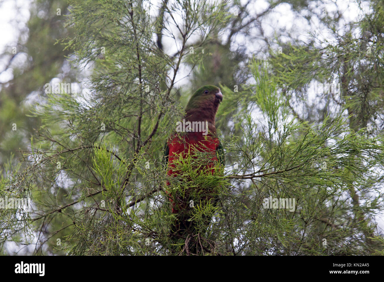 Australian King parrot female bird perched in tree in Victoria Australia Stock Photo