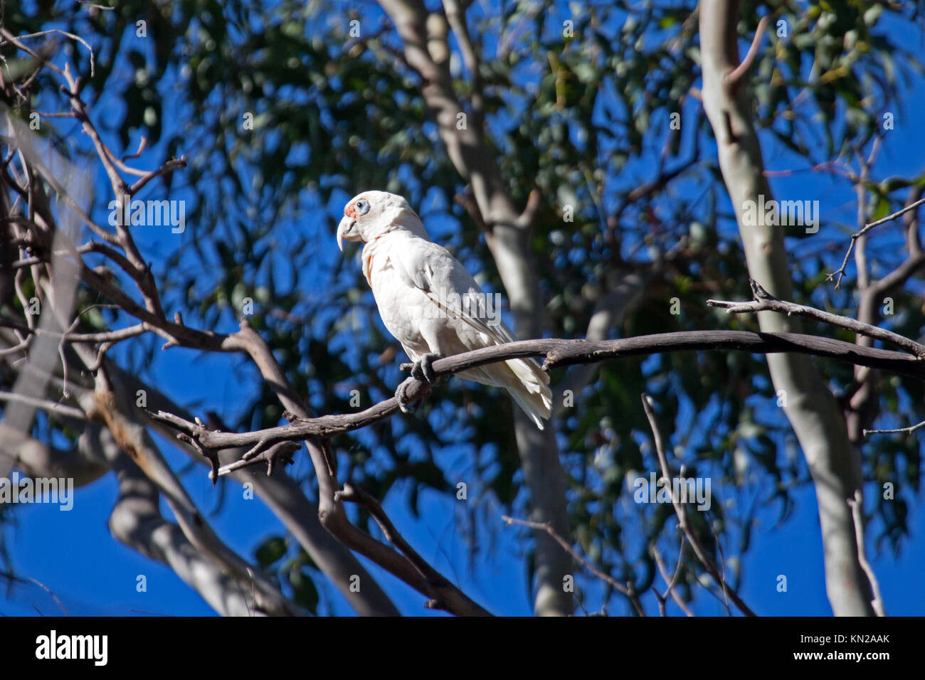 Long billed corella perched in tree in Halls Gap Victoria Australia Stock Photo