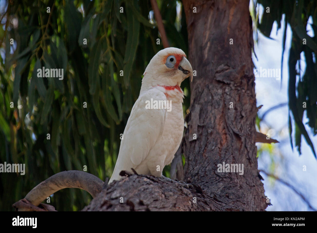 Long billed corella perched in tree in Halls Gap Victoria Australia Stock Photo