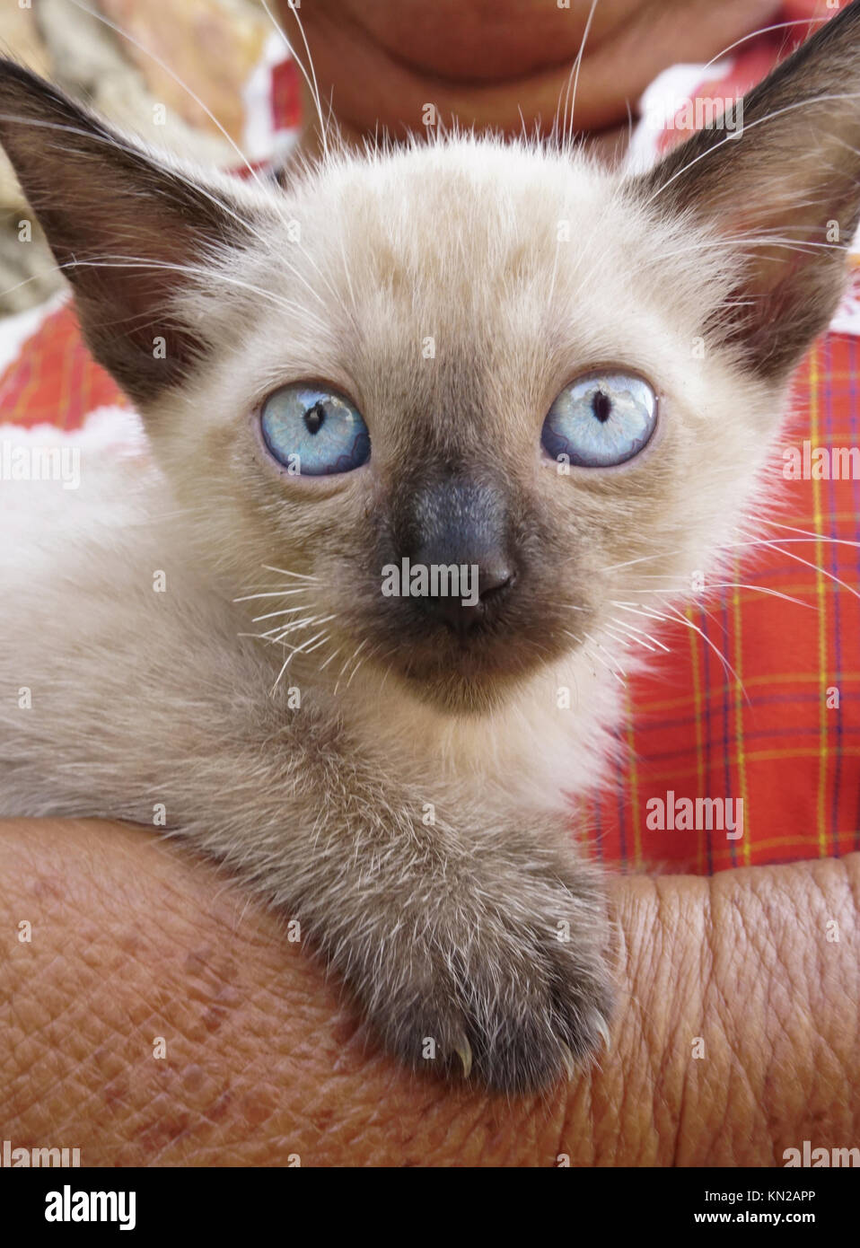 Siamese kitten, Acapulco, Mexico Stock Photo - Alamy