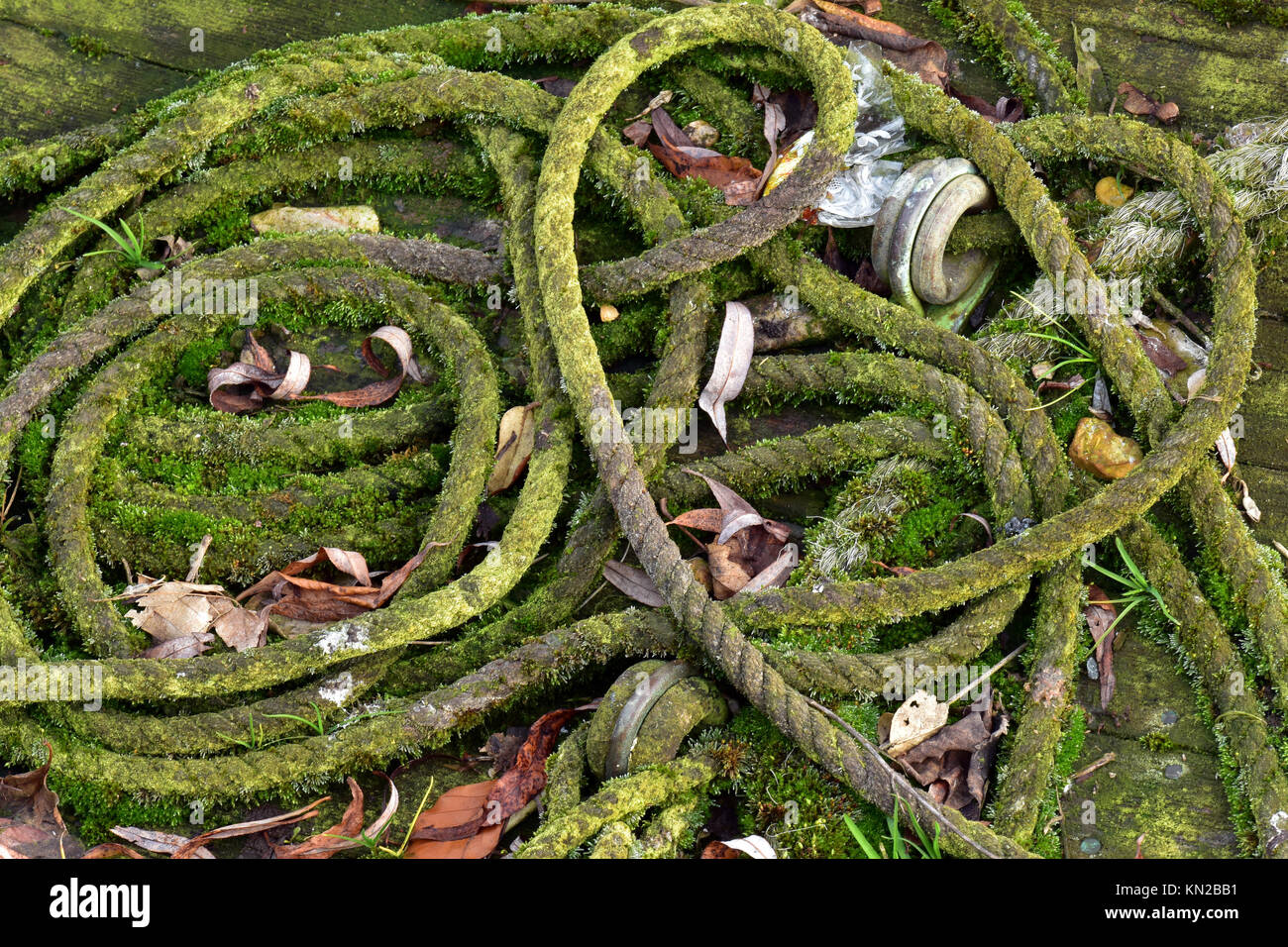 old rotten ropes coiled in random patterns and coils and left to rot on ...
