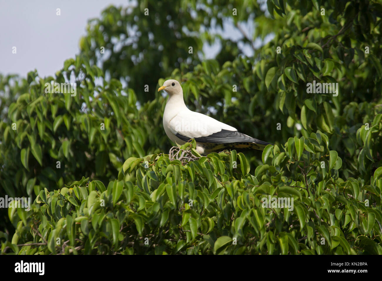 Pied imperial pigeon perched in canopy of tree in Cairns Queensland Australia Stock Photo
