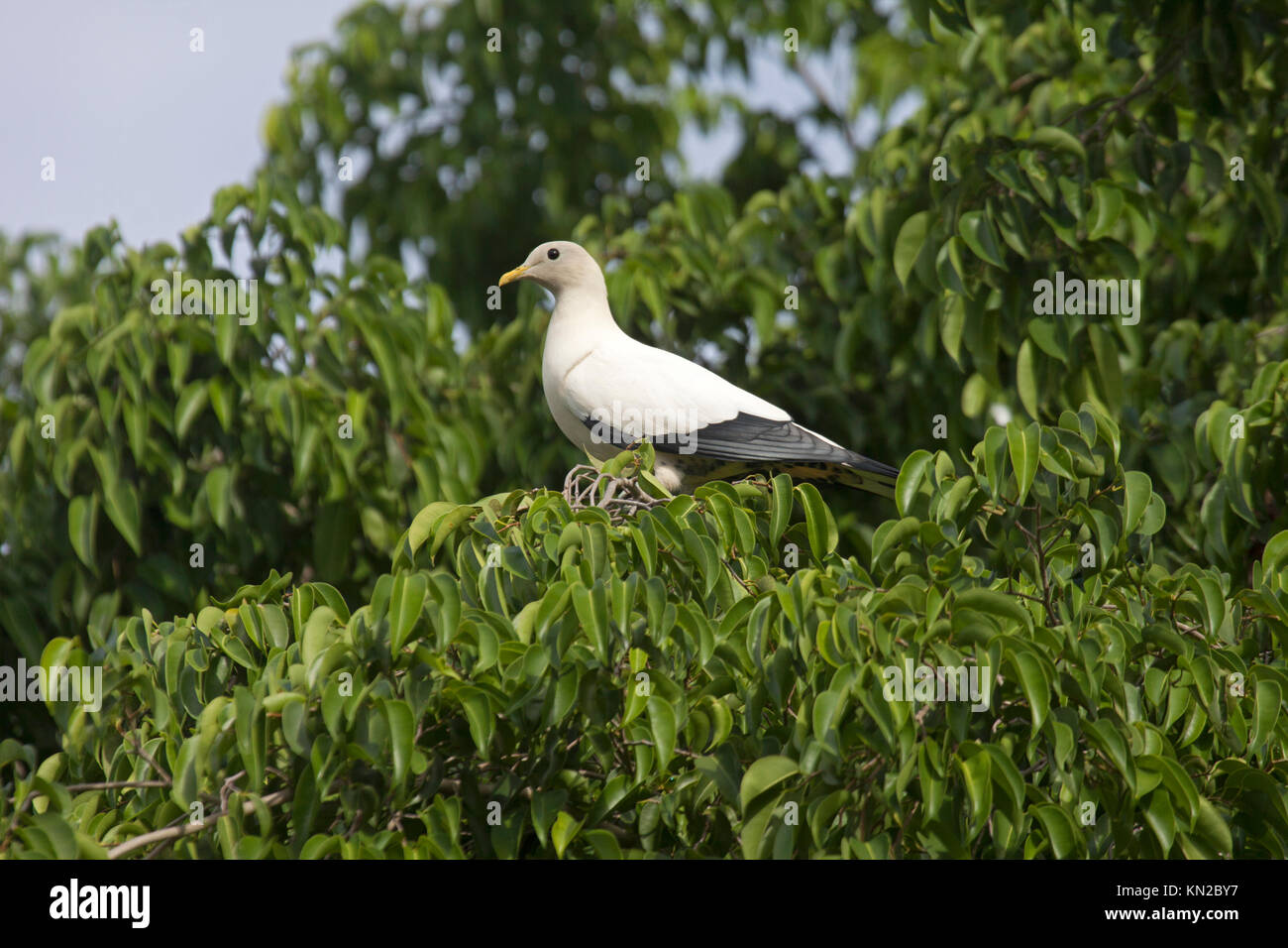 Pied imperial pigeon perched in canopy of tree in Cairns Queensland Australia Stock Photo