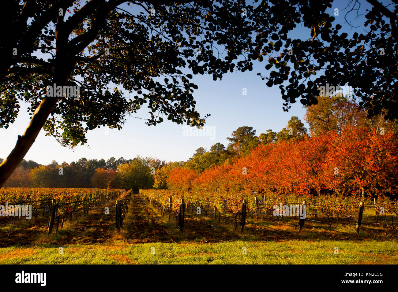 USA Virginia VA Williamsburg Winery vineyards early in morning on a