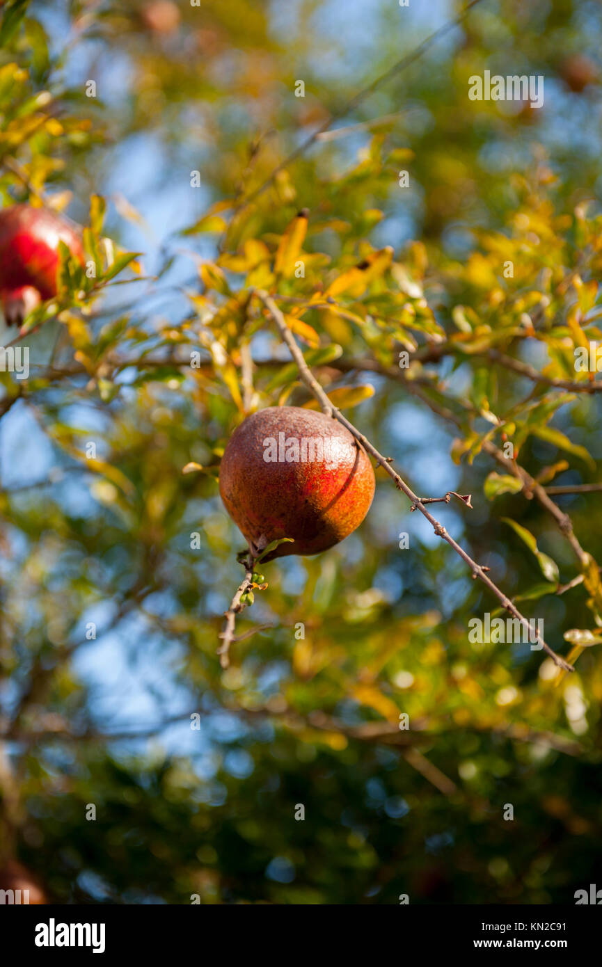 Food Fruits Pomegranates on the tree ripe Stock Photo