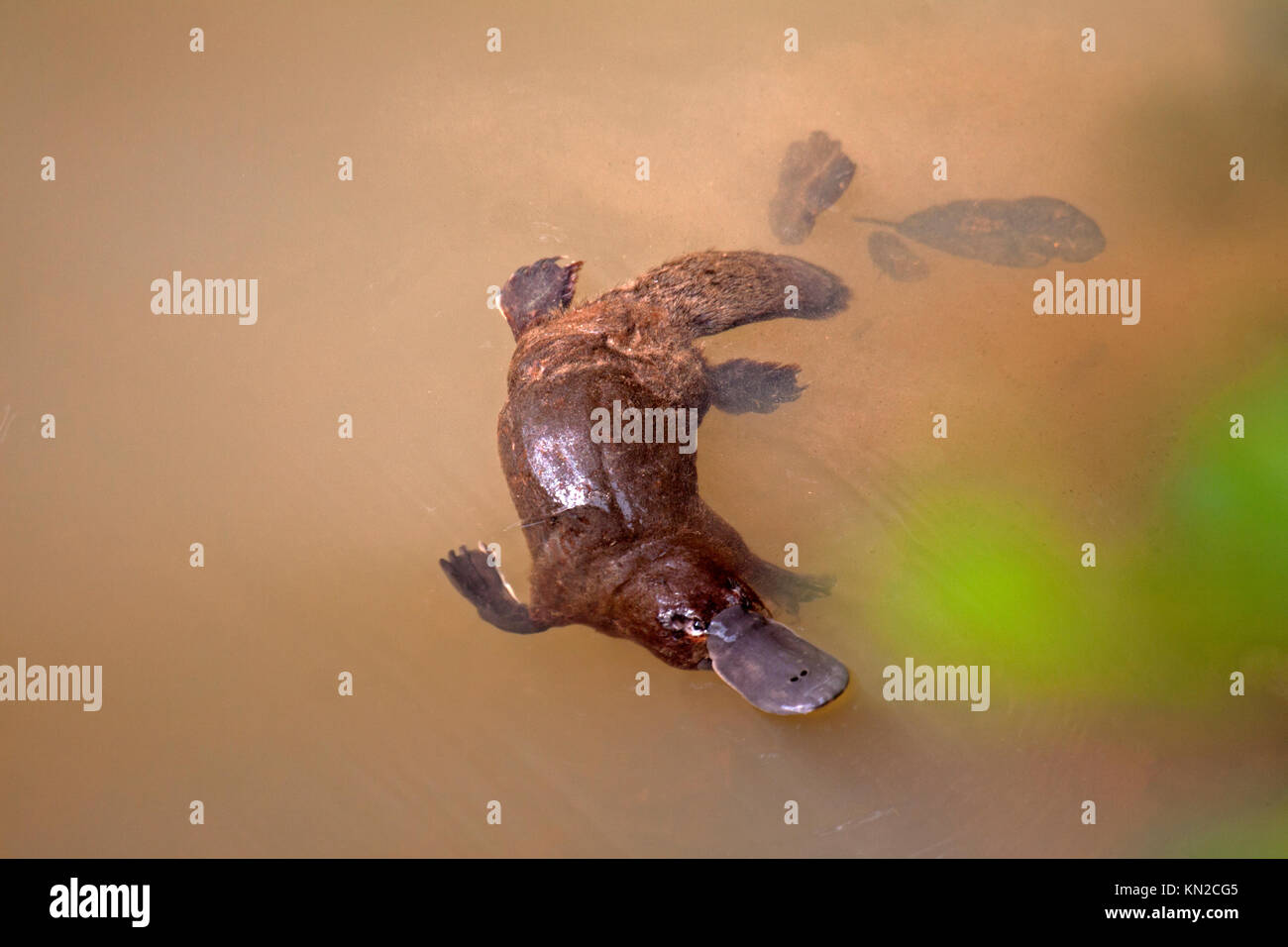 Platypus swimming in freshwater creek in Queensland Australia Stock Photo