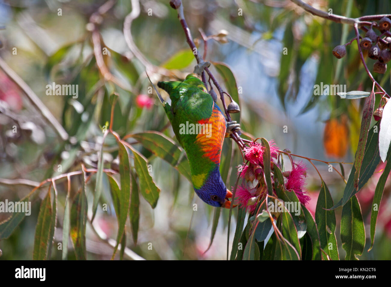 Rainbow lorikeet feeding on blossoms in tree in Queensland Australia Stock Photo