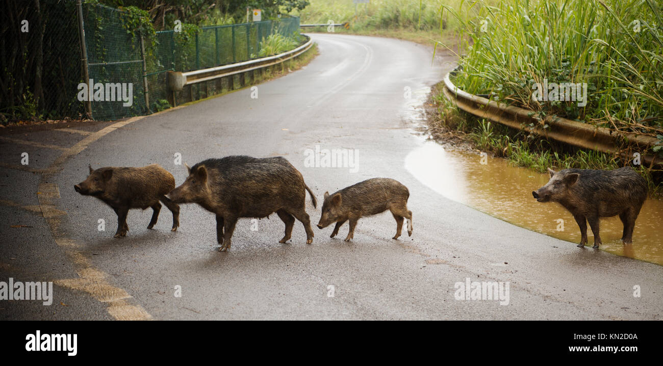 Feral pigs invade the parking lot near Wailua Falls on Kauai Island ...