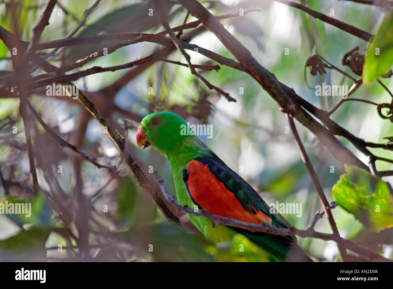 Red winged parrot perched in tree in Queensland Australia Stock Photo