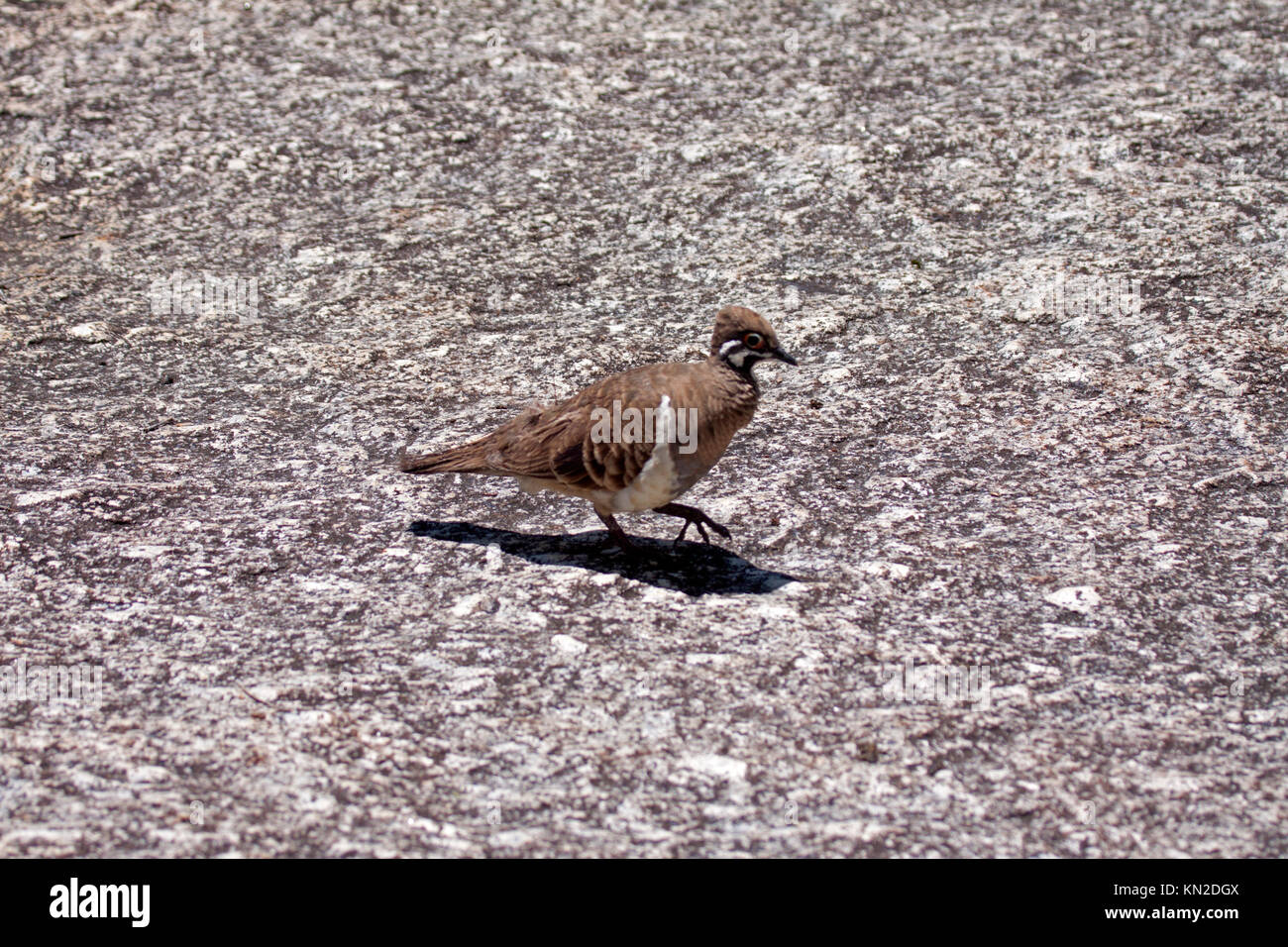 Squatter pigeon foraging on the ground in Queensland Australia Stock Photo