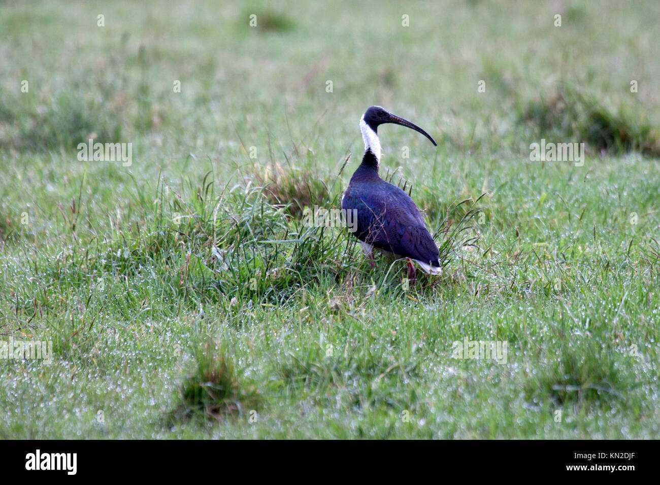 Straw necked ibis foraging in damp field in Australia Stock Photo