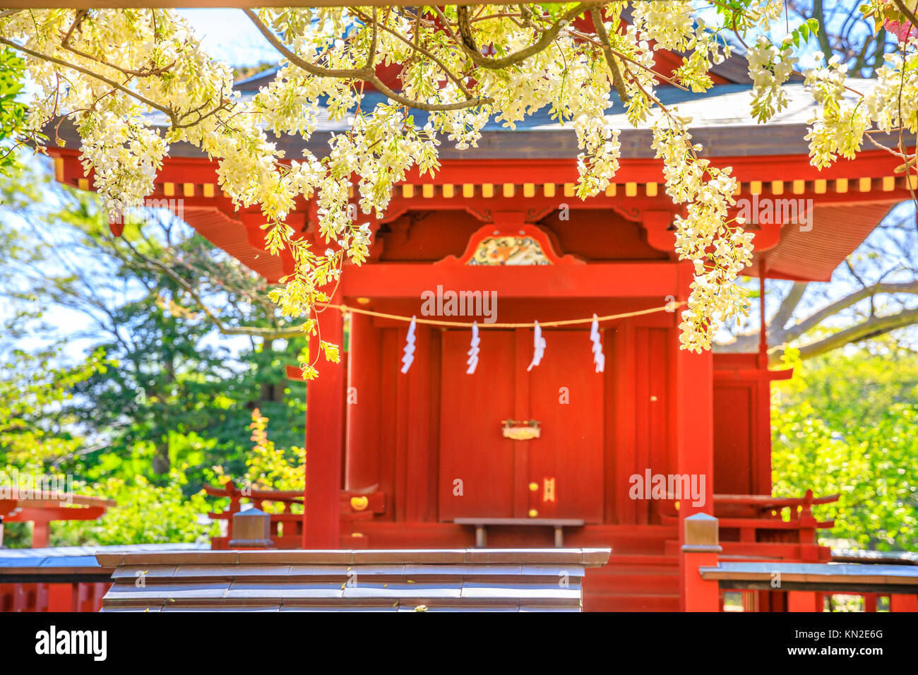Benzaiten Shrine with cherry blossom Stock Photo