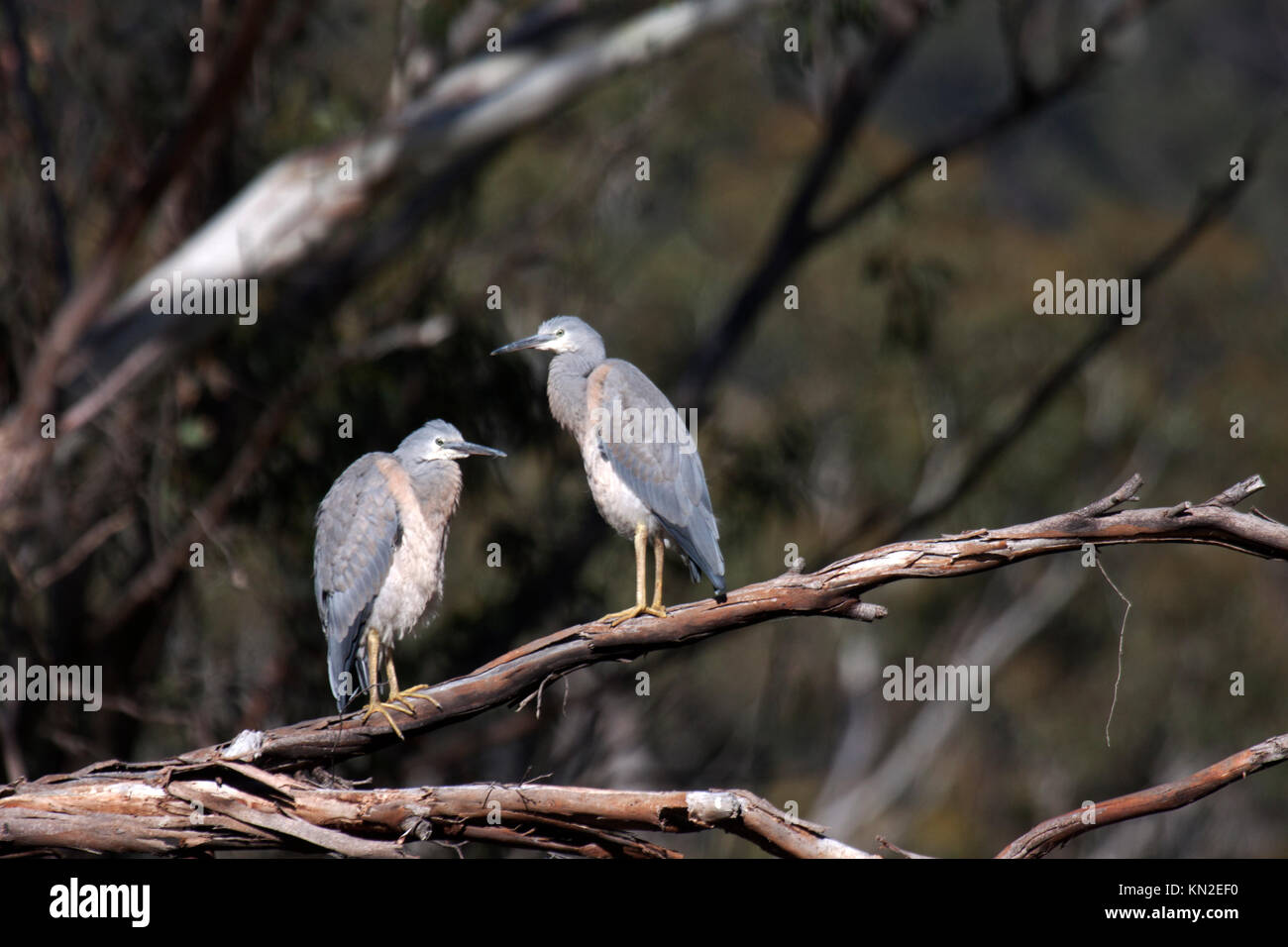 White faced heron in Australia Stock Photo