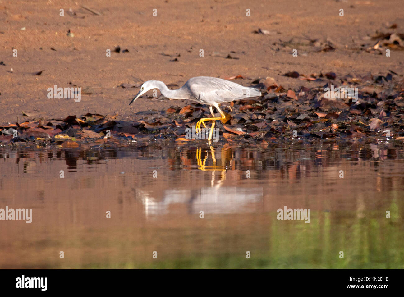 White faced heron foraging along riverbank in Queensland Australiain Australia Stock Photo
