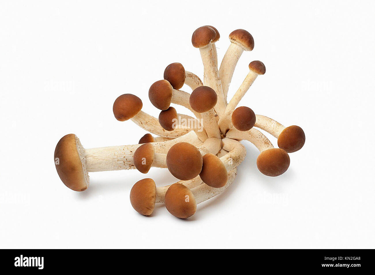 Matsutake Mushrooms Stock Photos & Matsutake Mushrooms Stock Images - Alamy