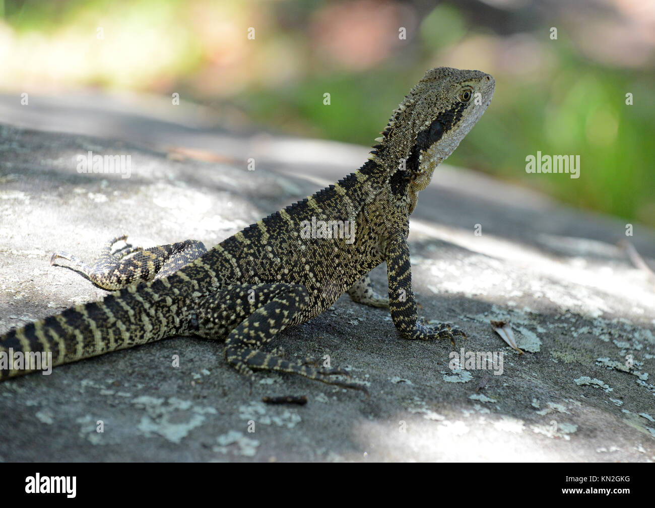 Eastern Water Dragon, native to several areas in Australia Stock Photo