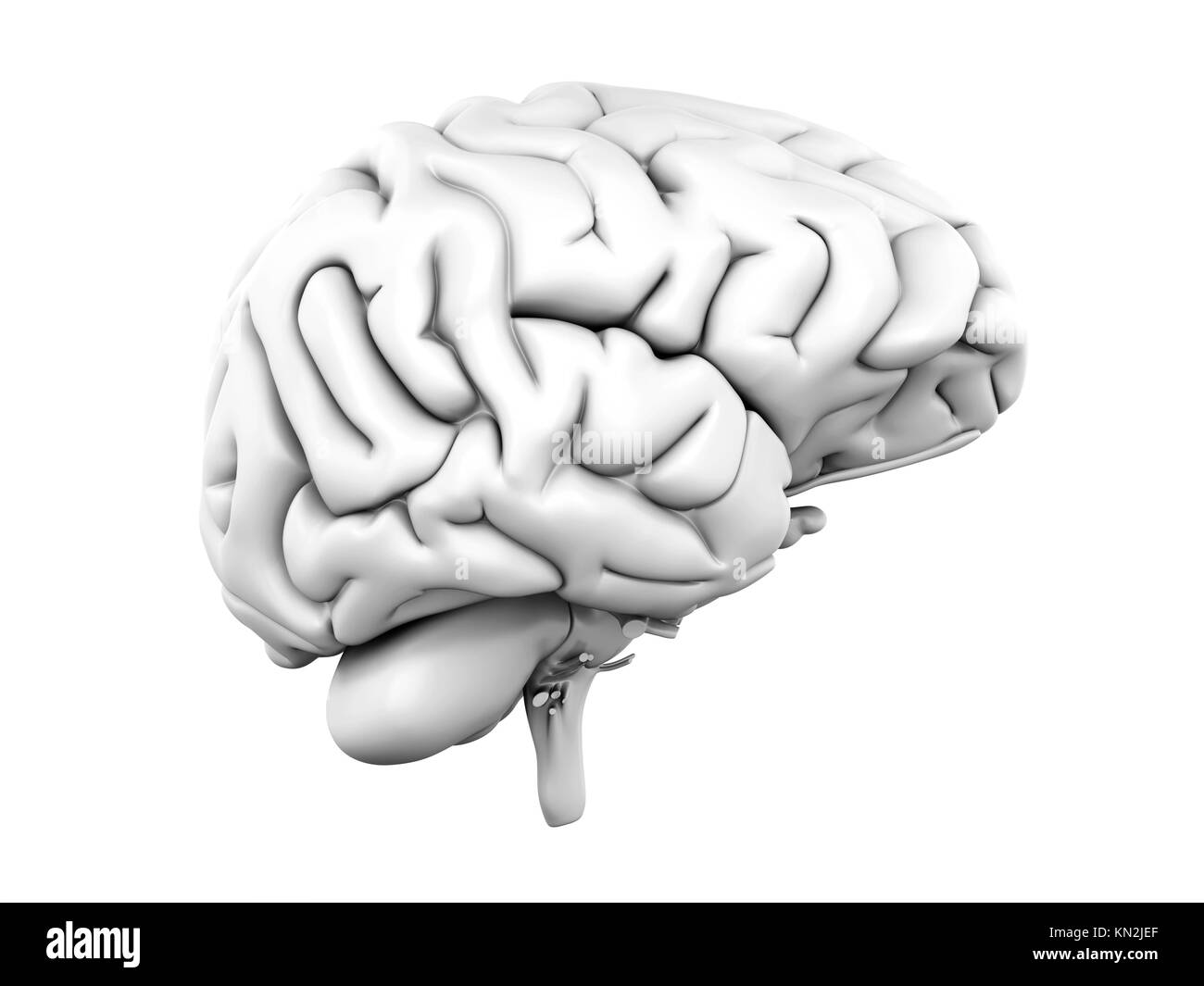 3d human nervous system anatomy Black and White Stock Photos & Images ...