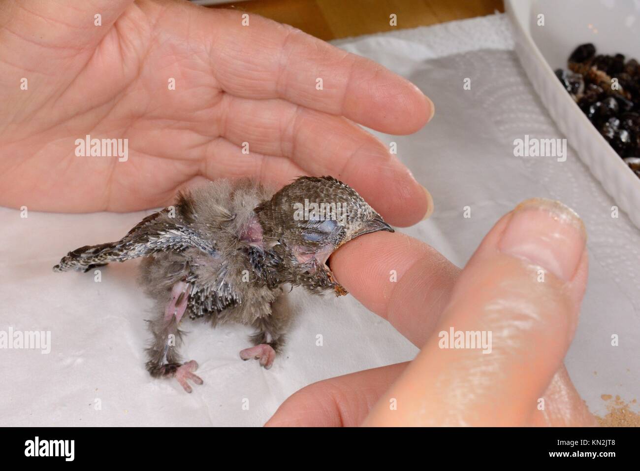 Week-old orphaned Common swift chick (Apus apus) being fed with insect ...