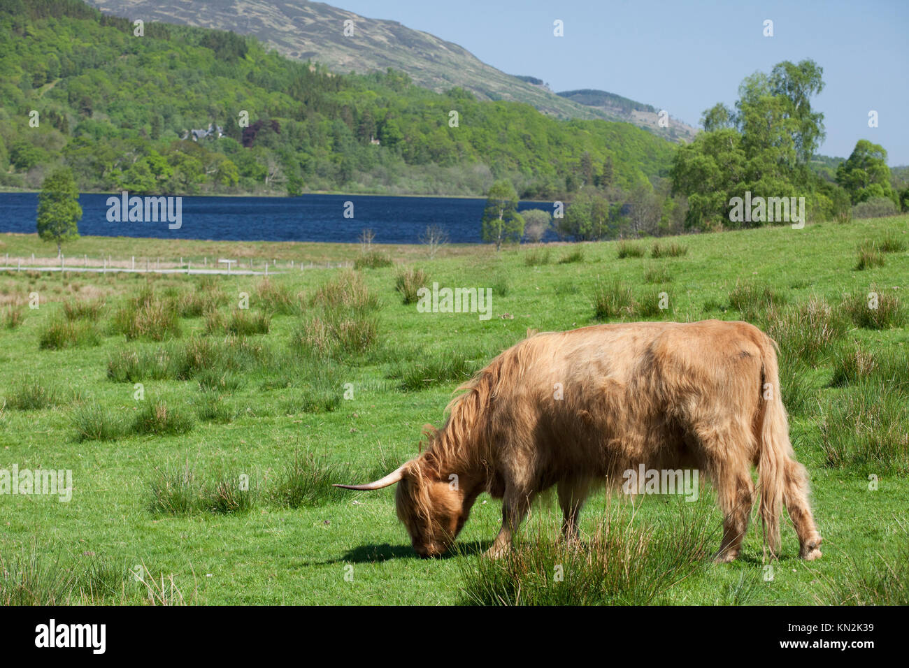 A highland cow grazes in the lush fields of Scotland Stock Photo - Alamy