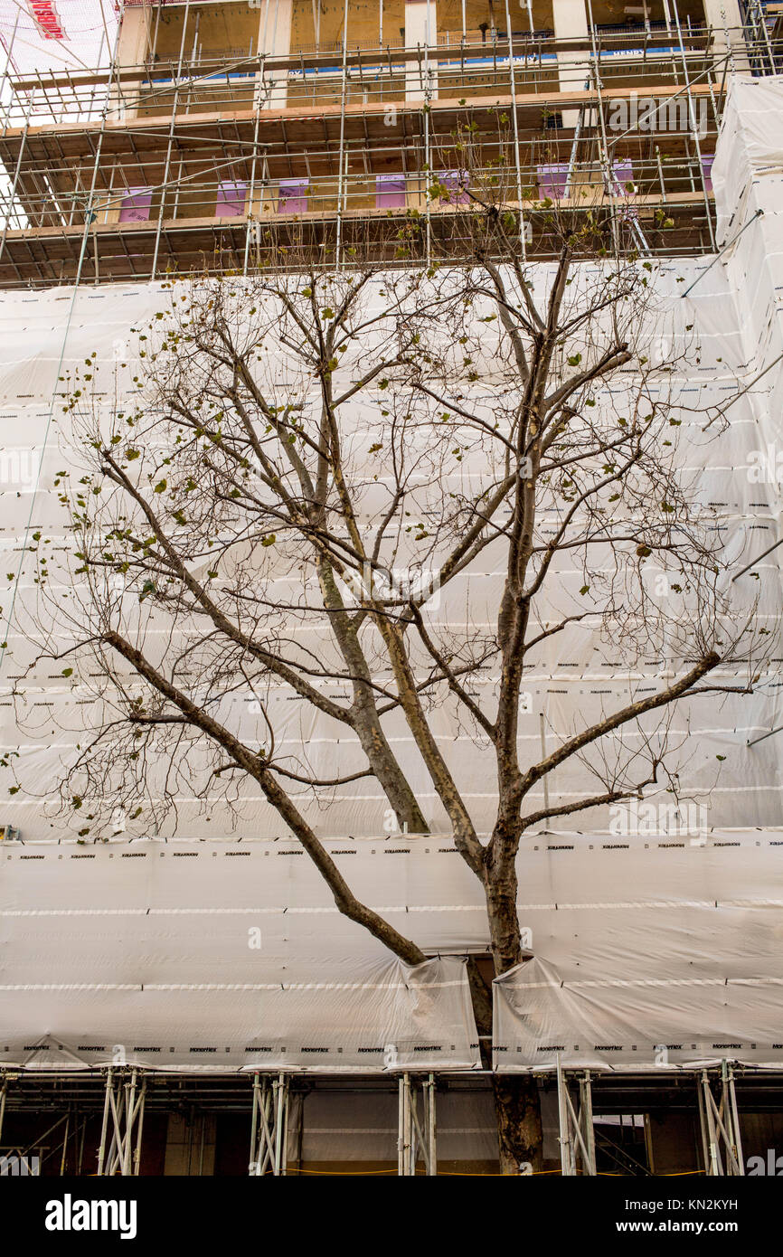 Tree Protruding Through Protective Sheeting on a New Build Construction Development Southwark London Stock Photo