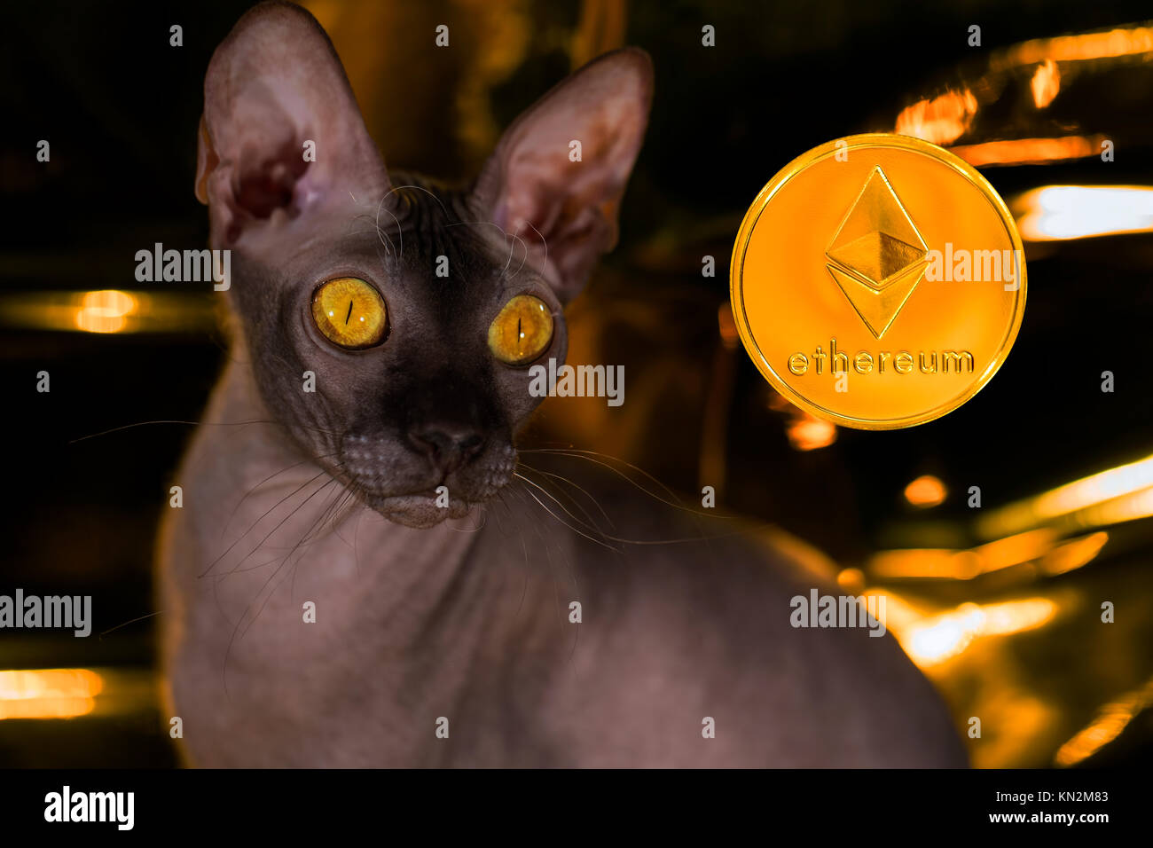The cat of the Sphynx breed plays with the coin of the Ethereum  cryptocurrency Stock Photo - Alamy
