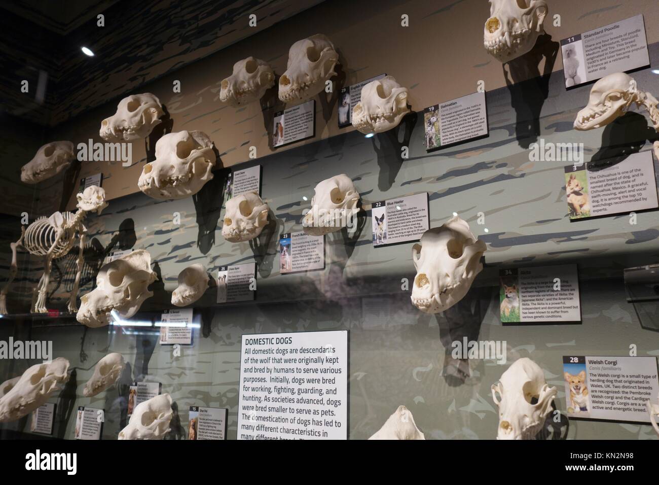 The skulls of different breeds of dogs on display at the Skeletons Museum of Osteology in Orlando, Florida, USA. Stock Photo