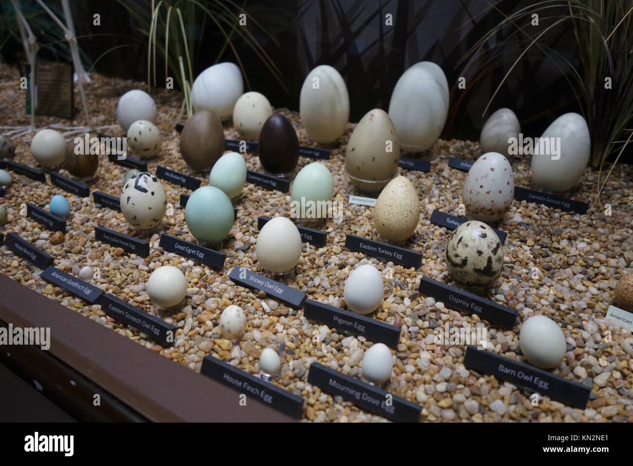 A display of different types of eggs, at the Skeletons Museum of Osteology  in Orlando, Florida, USA Stock Photo - Alamy