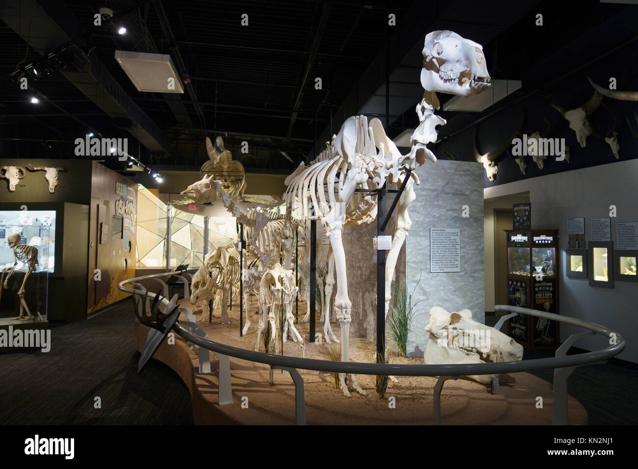 Museum of osteology hires stock photography and images Alamy