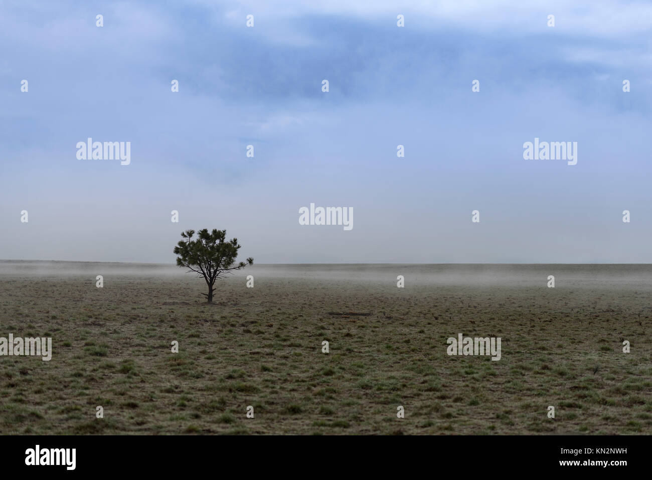 A pitiful dwarf tree sits in an open pasture in fog and cloudy sky Stock Photo