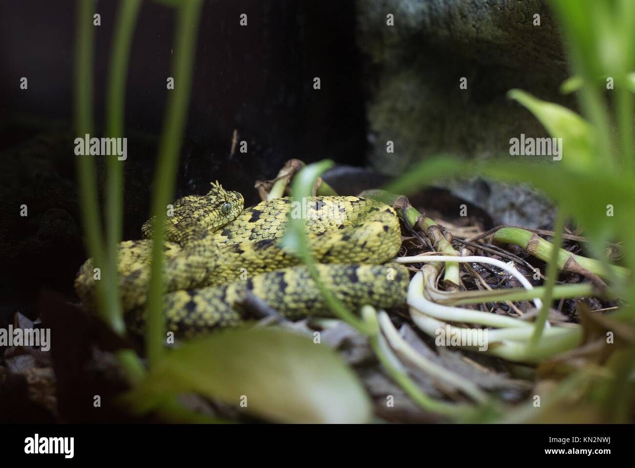 West African Bush Viper Atheris Chlorechis Attack Stock Image - Image of  spectacular, reptile: 136564929