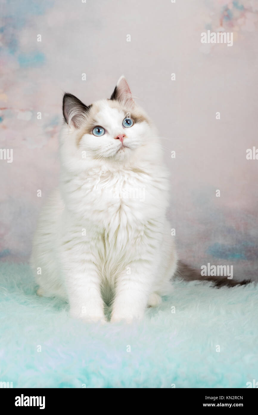 Cute ragdoll kitten sitting in a flowery background Stock Photo - Alamy