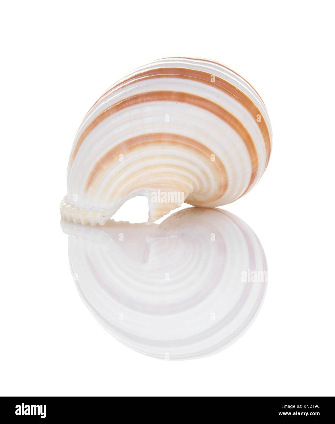 Seashell isolated on white background Stock Photo - Alamy
