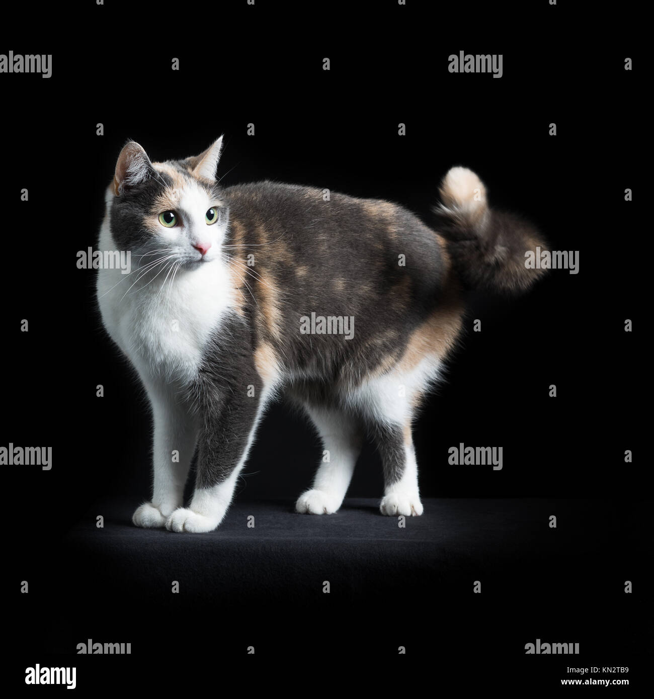 European Shorthair Cat Multi Coloured Standing In Black