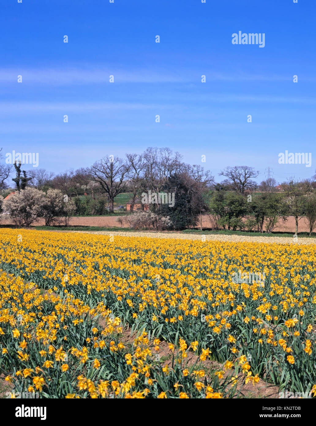 Daffodil field, near Norwich, Norfolk, England, United Kingdom Stock Photo Alamy