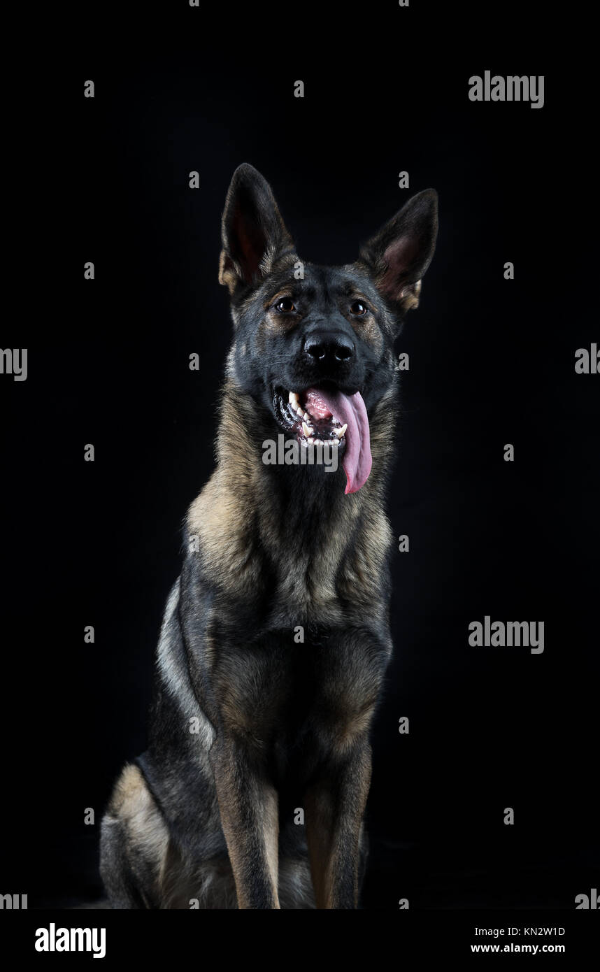 Portrait Of A Young Female Multi Coloured German Shepherd Dog In Stock Photo Alamy