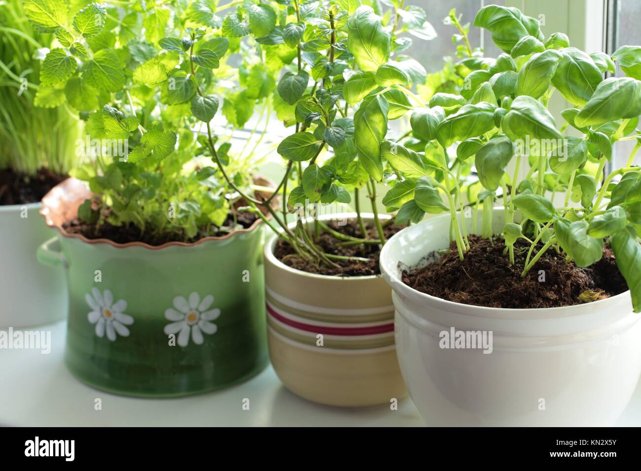 Fresh herbs in pots on a window (basil, mint, lemon balm and chives