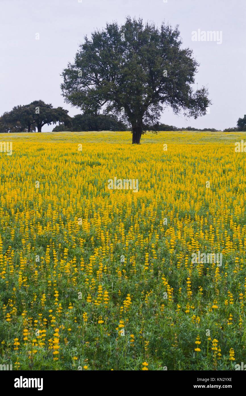 Flowers of the carob tree hires stock photography and images Alamy