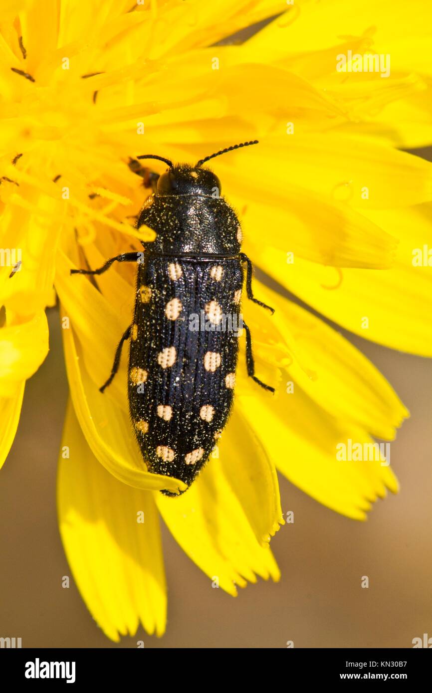 Close up view of the acmaeodera degener black with white spots beetle