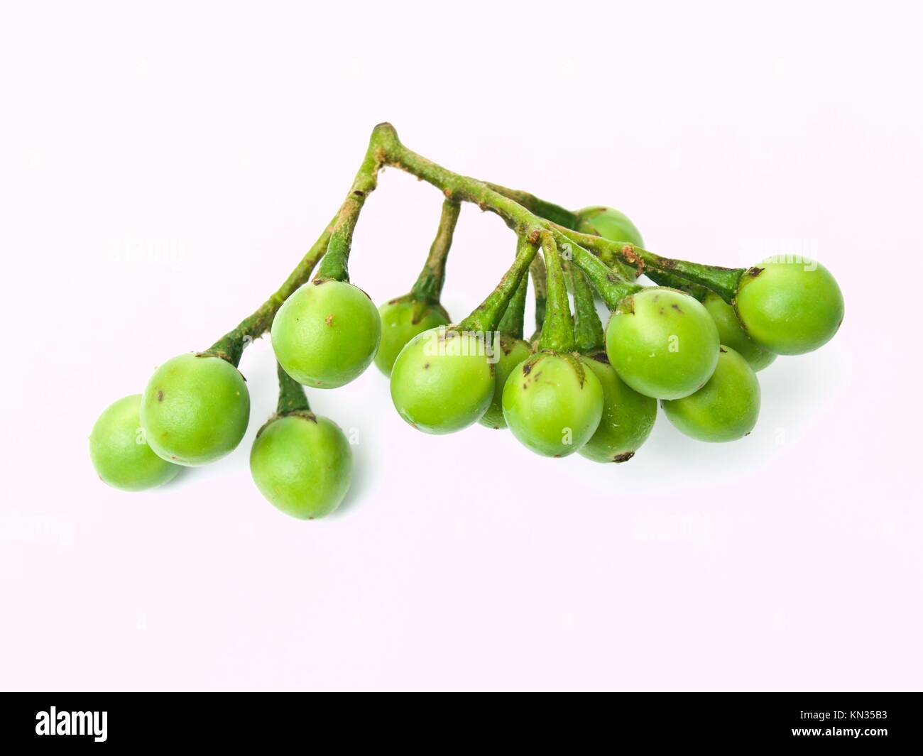 Pea Eggplant, Solanum torvum , isolated on white background Stock Photo ...