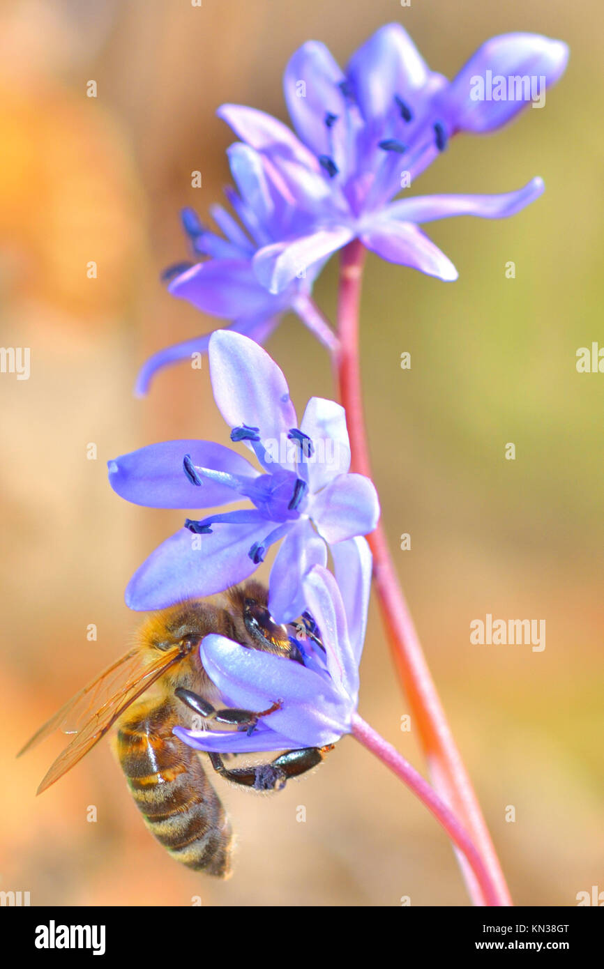 beautiful violet flower and a bee is gathering honey Stock Photo Alamy