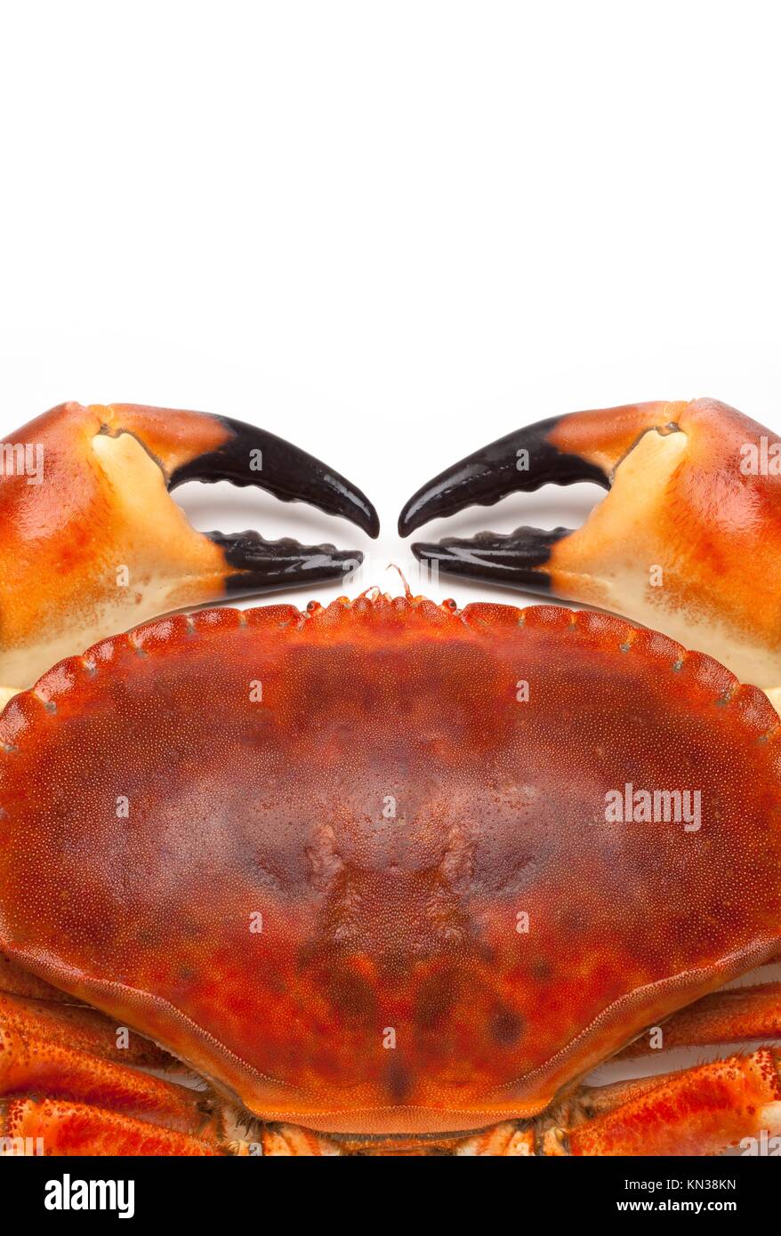 Cooked edible crab Cancer pagurus Stock Photo Alamy